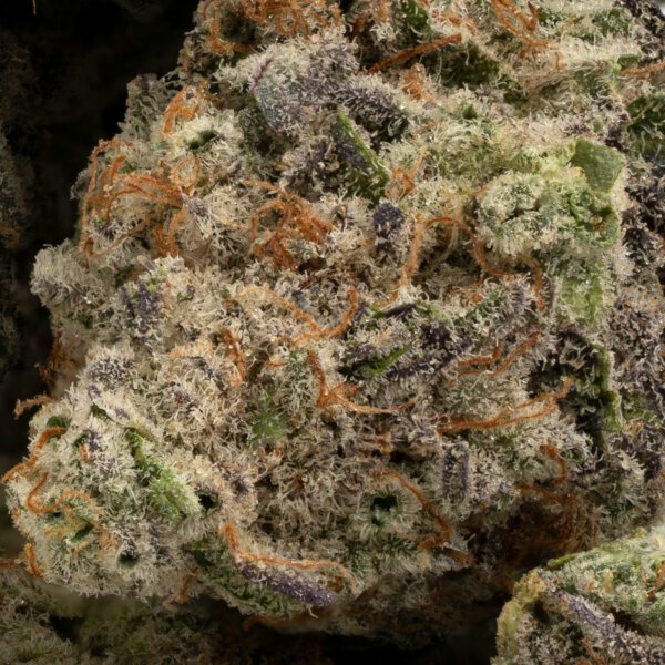 mac 10 strain