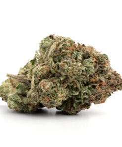 OG Shark