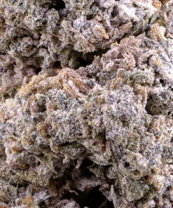 Jack Herer 25% THCA